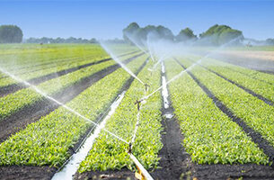 Intelligent Irrigation Solution